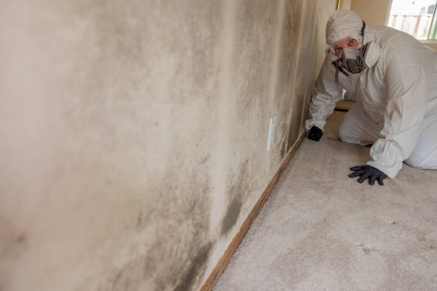 Best Residential Mold Inspection & Testing  in Toccoa, GA